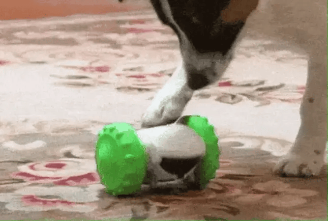 Cámara De Vigilancia + Dispensador de Comida de Mascota